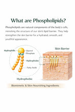 Load image into Gallery viewer, PhosphoMax™ Phospholipids – Natural Emulsifier & Skin Barrier Support Active for DIY Skincare | JustGlow
