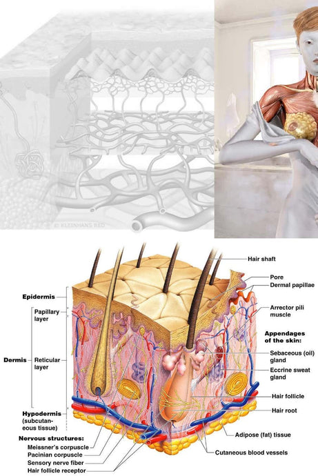 Changes In Skin Structure with Aging