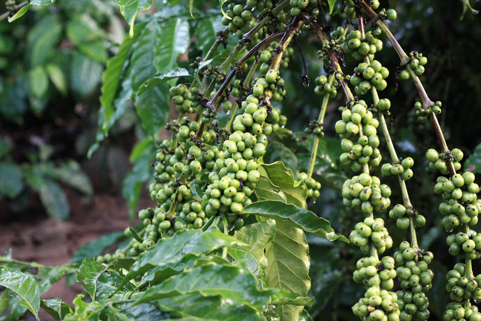 Benefits of Green Coffee Seed Oil in Skincare